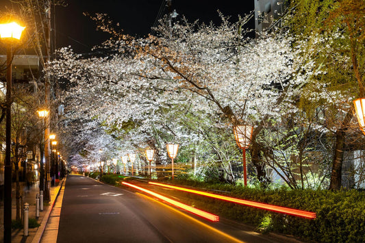 Cherry Blossom Season on the Gold Coast: A Taste of Japan at Roji Cat